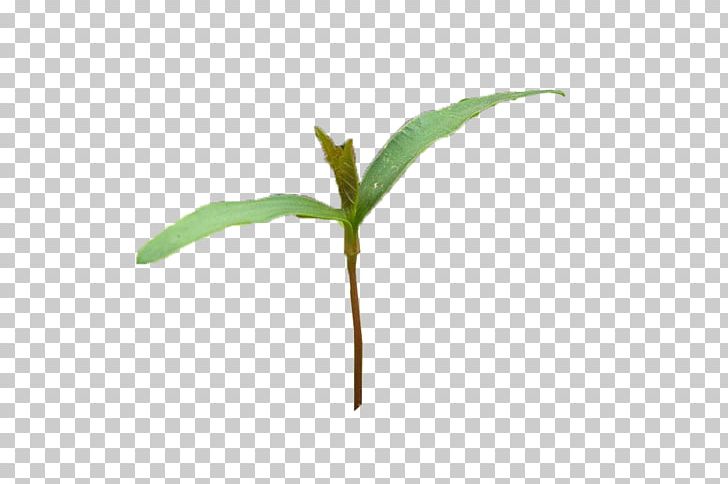 Plant Bud PNG, Clipart, Bacillus, Branch, Bud, Computer Icons, Computer Wallpaper Free PNG Download