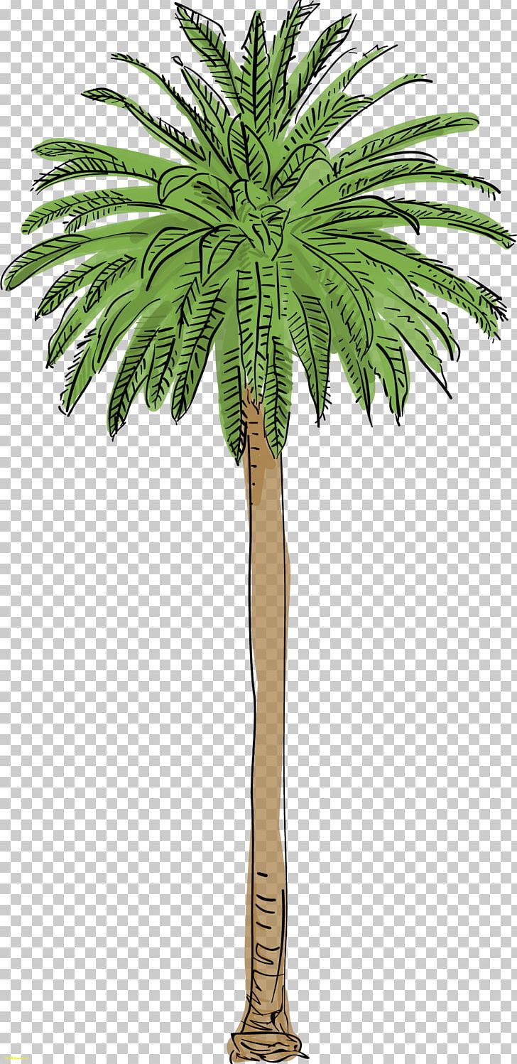Arecaceae Tree Canary Island Date Palm Mexican Fan Palm PNG, Clipart, Arecaceae, Arecales, Attalea Speciosa, Borassus Flabellifer, Coconut Free PNG Download