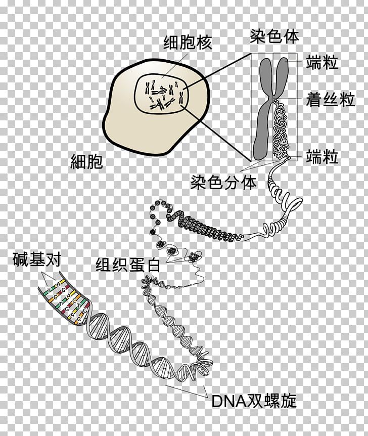 Chromosome Telomere DNA Cell Eukaryote PNG, Clipart, Angle, Area, Asexual Reproduction, Auto Part, Cell Free PNG Download