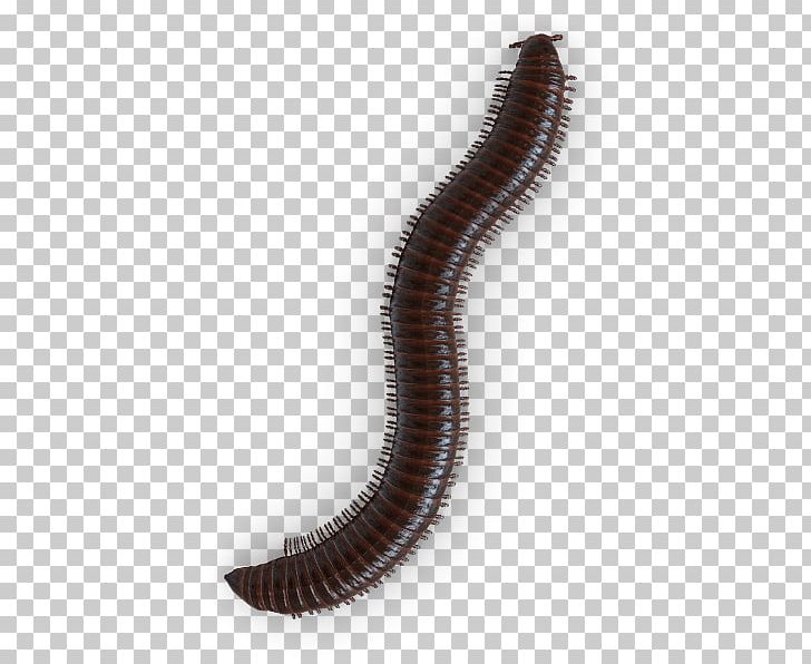 Cockroach Millipedes Centipedes Baygon Mosquito PNG, Clipart, Animals, Ant, Baygon, Brand, Bug Free PNG Download