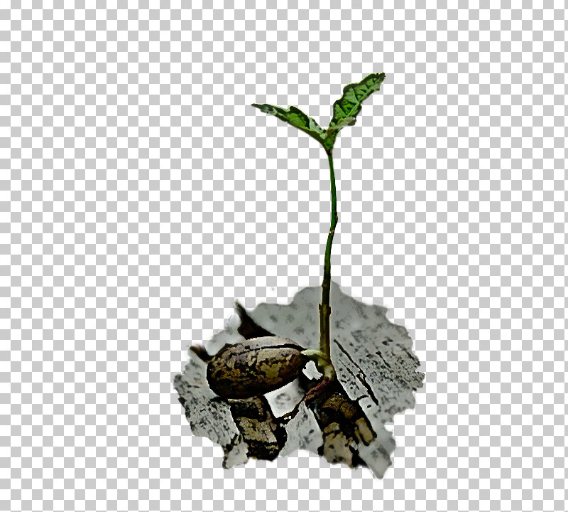 Leaf Plant Tree Plant Stem Flower PNG, Clipart, Branch, Flower, Houseplant, Leaf, Plant Free PNG Download