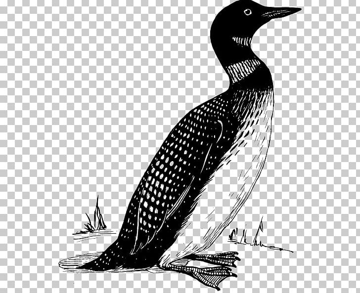 Common Loon Bird Duck PNG, Clipart, Animals, Beak, Bird, Black And White, Common Loon Free PNG Download