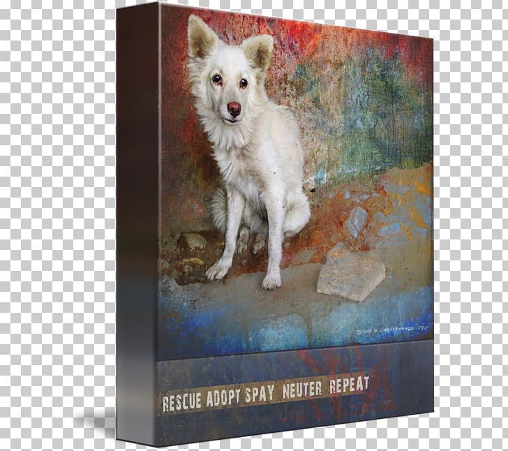 Dog Breed American Eskimo Dog Rare Breed (dog) Puppy Snout PNG, Clipart, American Eskimo Dog, Animals, Breed, Carnivoran, Dog Free PNG Download