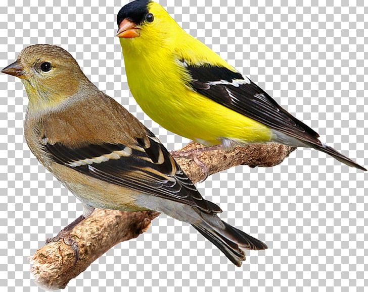 Domestic Canary Bird Eurasian Siskin Red Siskin American Goldfinch PNG, Clipart, American Car, American Goldfinch, Animals, Aviary, Beak Free PNG Download