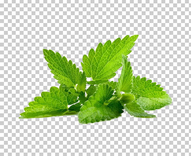 Peppermint Herb Leaf Essential Oil PNG, Clipart, Breathing, Essential Oil, Extract, Health, Herb Free PNG Download