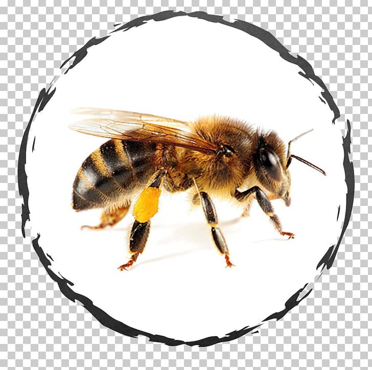 Bee Removal Health Honey Bee PNG, Clipart, Alvin And The Chipmunks, Arthropod, Bee, Bee Removal, Beeswax Free PNG Download