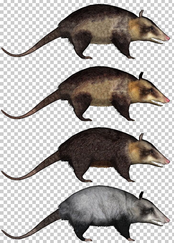 Common Opossum Virginia Opossum Zoo Tycoon 2 PNG, Clipart, Animal, Carnivoran, Common Opossum, Drawing, Fauna Free PNG Download