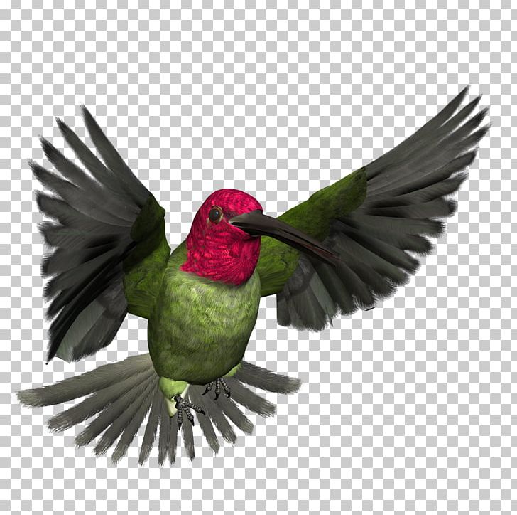 Display Resolution PNG, Clipart, Animals, Art, Beak, Bird, Birds Free PNG Download