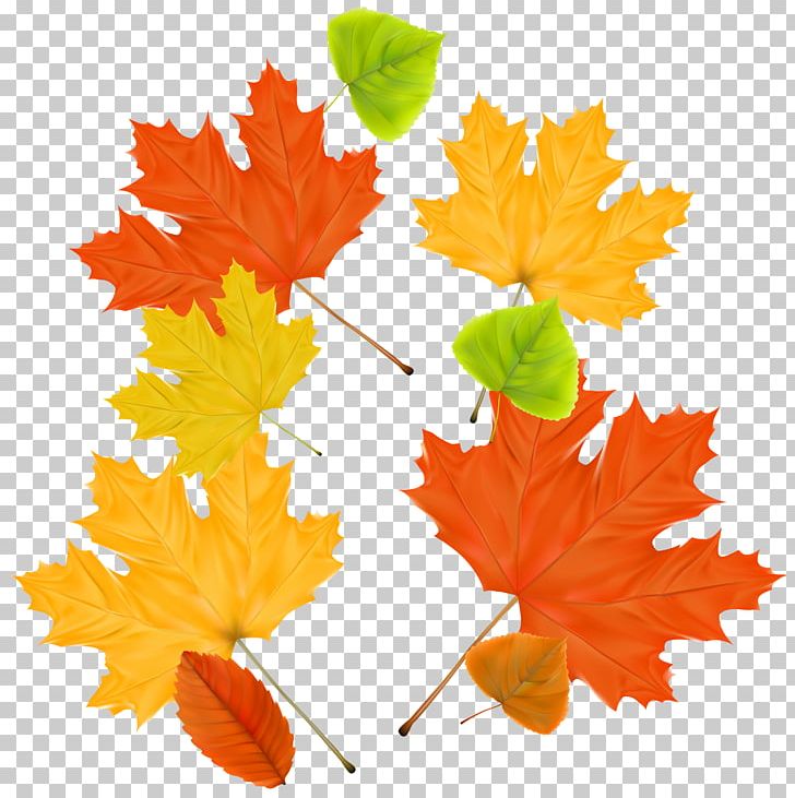 Maple Leaf Autumn PNG, Clipart, Autumn, Autumn Leaves, Download, Encapsulated Postscript, Flowering Plant Free PNG Download