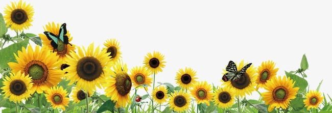 Sunflower PNG, Clipart, A Sunflower, Butterfly, Sunflower, Sunflower Clipart, Sunflower Clipart Free PNG Download