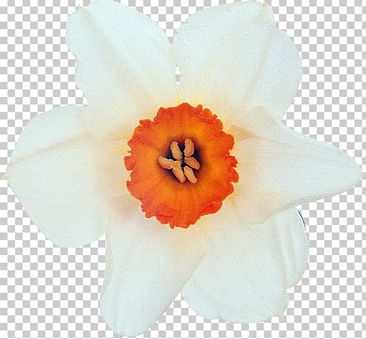 Flower White Plant Petal PNG, Clipart, Amaryllis Family, Color, Daffodil, Facebook, Flower Free PNG Download