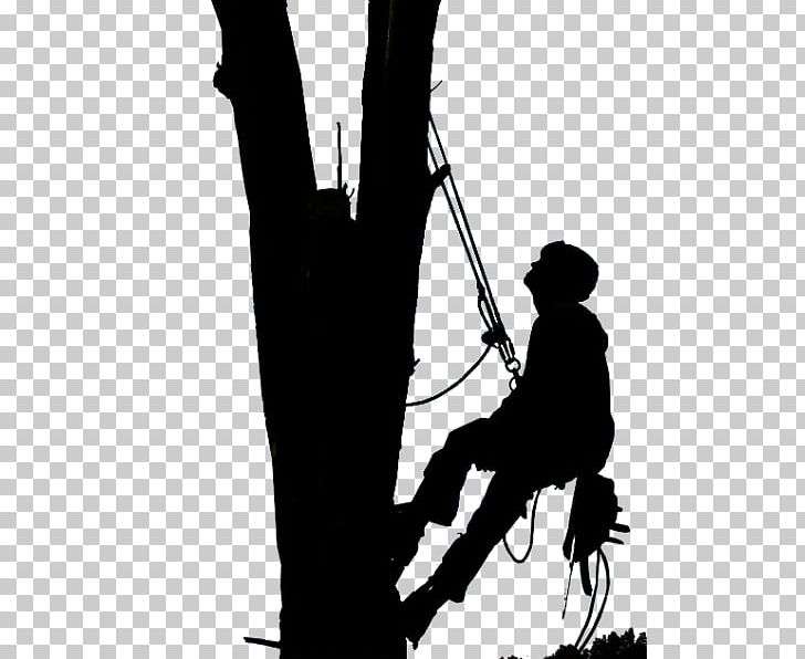 Tree Care Arborist Pruning Tree Topping PNG, Clipart,  Free PNG Download