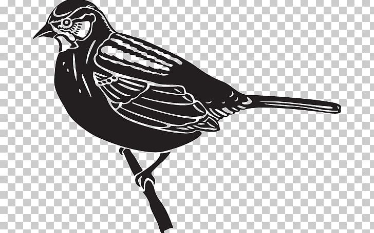 Beak PNG, Clipart, Beak, Bird, Fauna, Miscellaneous, Others Free PNG Download