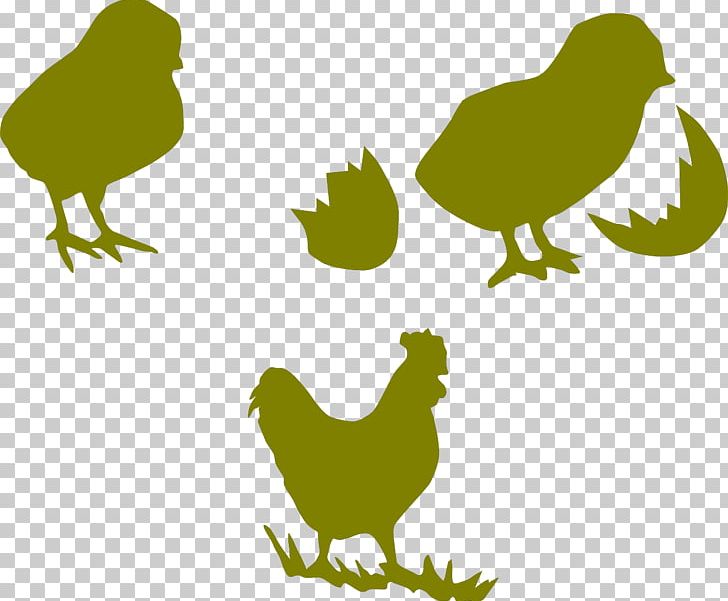 Chicken Rooster Poultry Kifaranga Galliformes PNG, Clipart, Animals, Beak, Bird, Branch, Chicken Free PNG Download