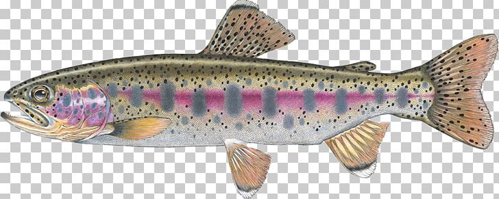 Salmon Cutthroat Trout Confluence Fly Shop Fall River PNG, Clipart, 09777, Animal, Animal Figure, Bony Fish, Confluence Free PNG Download