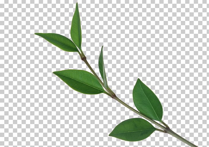 Tree Leaf Computer File PNG, Clipart, Branch, Branches, Camellia Sinensis, Computer File, Decorative Patterns Free PNG Download