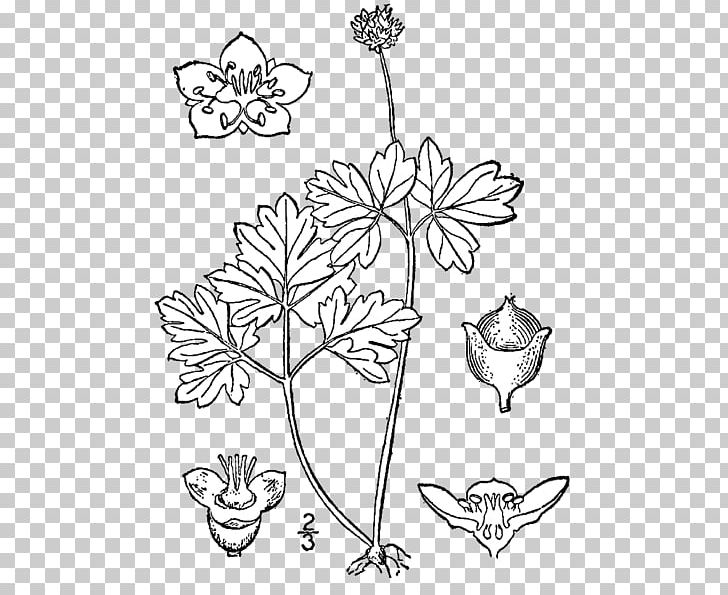 Floral Design Sinadoxa Corydalifolia Viburnum Elderberry Moschatel PNG, Clipart, Angiosperm Phylogeny Group, Art, Black And White, Blossom, Branch Free PNG Download