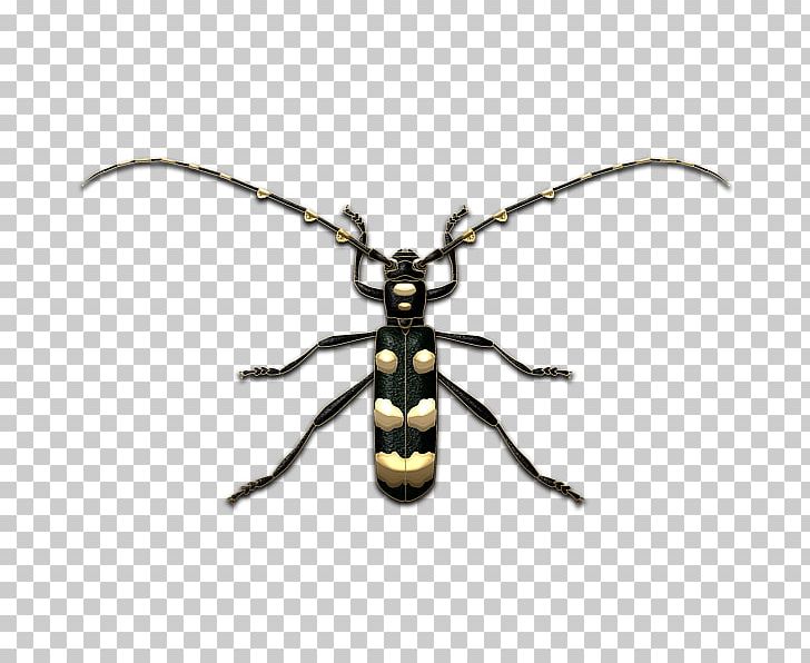 Longhorn Beetle Weevil Pollinator Insect PNG, Clipart, Arthropod, Beetle, Fly, Insect, Invertebrate Free PNG Download