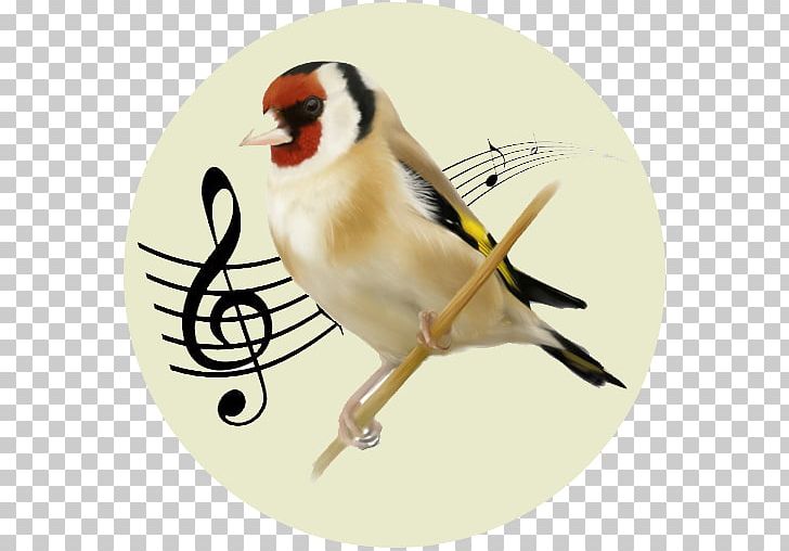 WAF Laulukool School Beak Finches Fauna PNG, Clipart, Android, App, August, Beak, Bird Free PNG Download