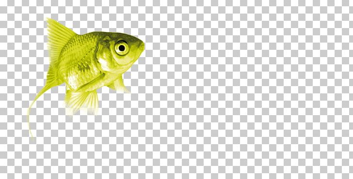 Bony Fishes Fin Green Close-up PNG, Clipart, Animals, Banner, Bony Fish, Bony Fishes, Closeup Free PNG Download