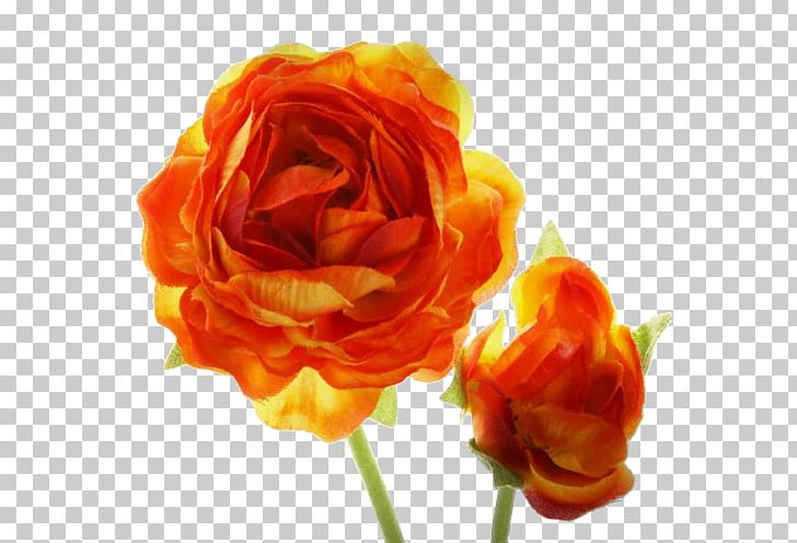 Garden Roses Flower Orange Blossom PNG, Clipart, Blossom, Cabbage Rose, Citrus, Cut Flowers, Floribunda Free PNG Download