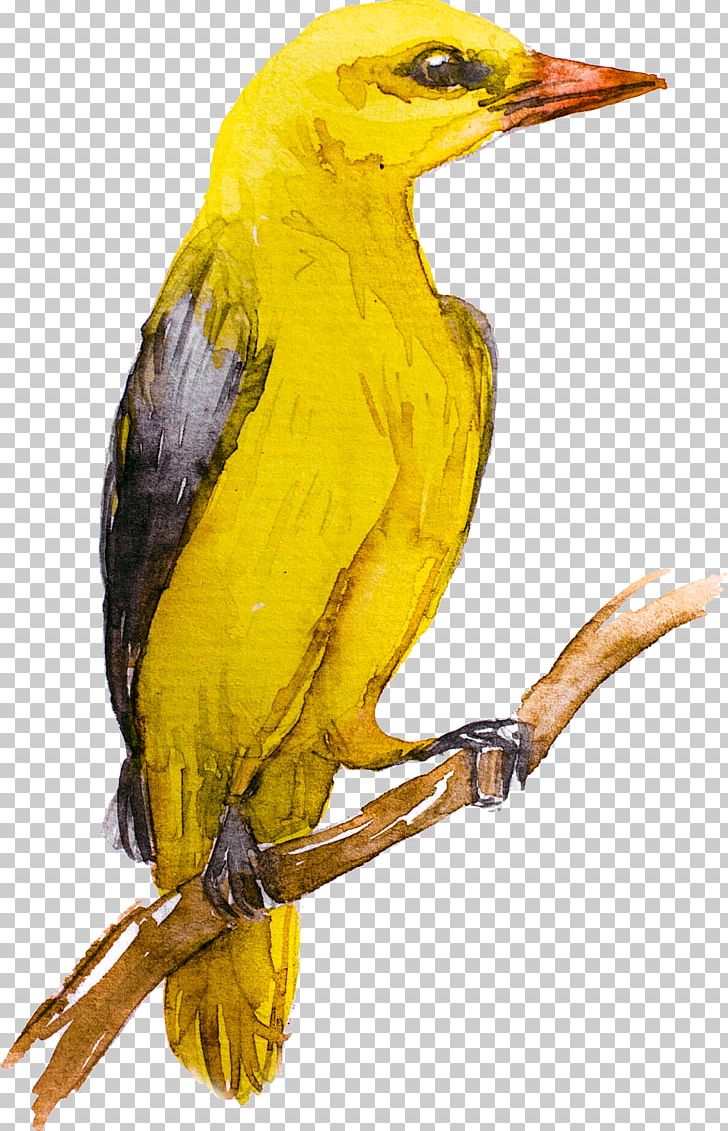 Bird Eurasian Golden Oriole Yellow Cafe Old World Oriole PNG, Clipart, Animal, Animals, Beak, Bird, Birdwatching Free PNG Download