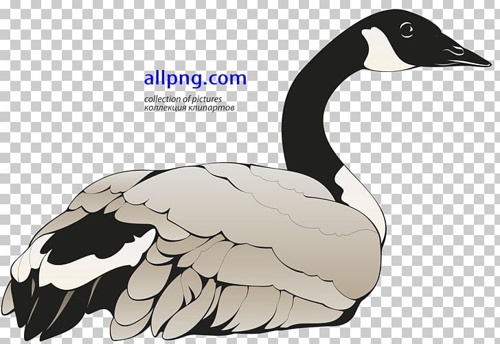 Canada Goose Bird Duck PNG, Clipart, Anatidae, Animal, Animals, Beak, Bird Free PNG Download