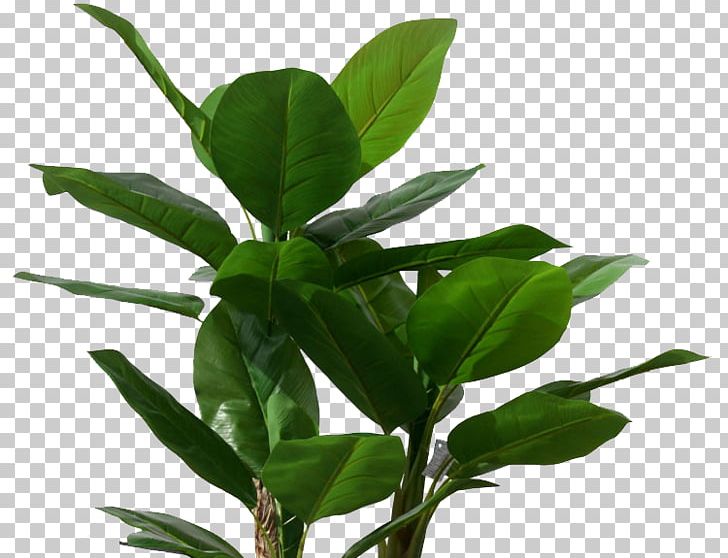 Musa Basjoo Banana Leaf Tree Plant PNG, Clipart, Autumn Leaves, Banana, Banana Leaves, Branch, Download Free PNG Download