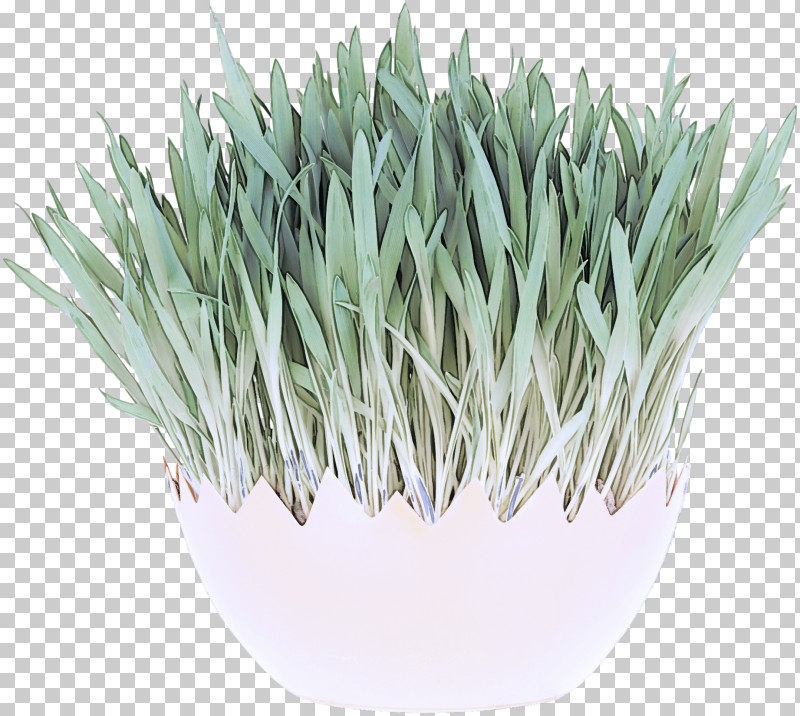 Grasses Welsh Onion Flowerpot Commodity Herb PNG, Clipart, Commodity, Flowerpot, Grasses, Herb, Welsh Onion Free PNG Download