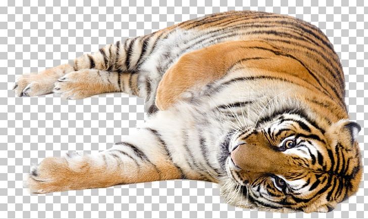 Cat Lion Felidae Bengal Tiger Siberian Tiger PNG, Clipart, Animal Figure, Animals, Bengal Tiger, Big Cat, Big Cats Free PNG Download