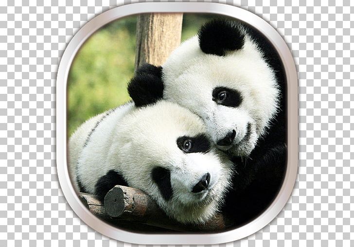 Chengdu Research Base Of Giant Panda Breeding Bear The Giant Panda Cute Panda PNG, Clipart, Android, Animals, Bear, Carnivoran, Cuteness Free PNG Download