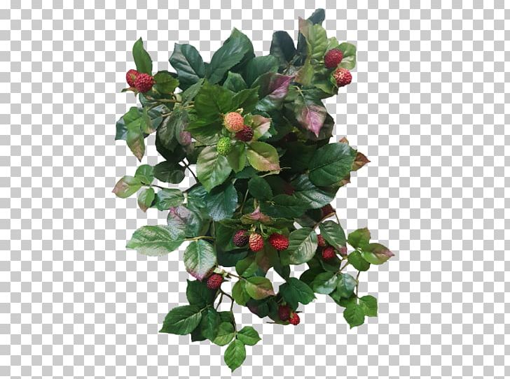 Shrub Fruit Raspberry Tree PNG, Clipart, Aquifoliaceae, Aquifoliales, Berry, Evergreen, Flower Free PNG Download