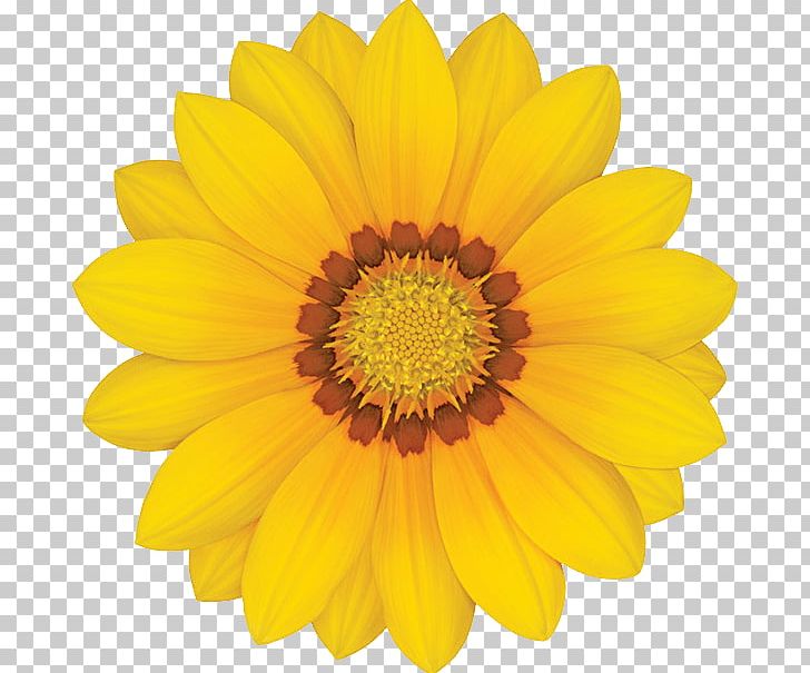 Common Sunflower Yellow Stock Photography Transvaal Daisy PNG, Clipart, Annual Plant, Chrysanths, Color, Common Daisy, Common Sunflower Free PNG Download