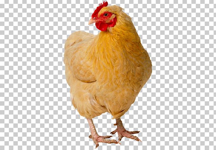 Fried Chicken Broiler Chicken Meat PNG, Clipart, Animals, Beak, Bird, Broiler, Chicken Free PNG Download