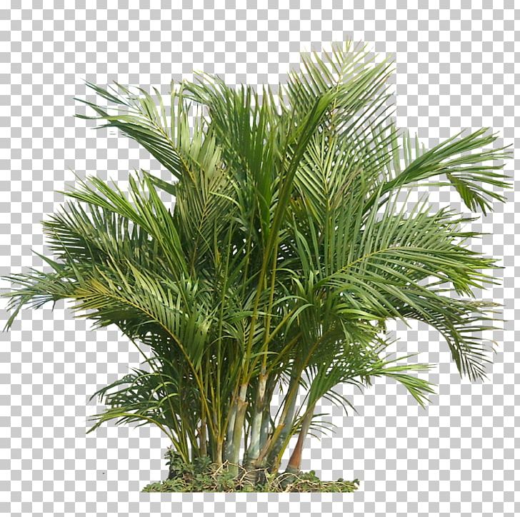 Palm Trees Houseplant Plants Portable Network Graphics Tropics PNG, Clipart, Architectural Rendering, Areca, Arecales, Areca Palm, Asian Palmyra Palm Free PNG Download