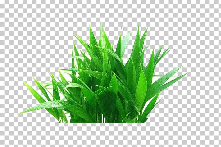 Plant Flowerpot Banco De Ns PNG, Clipart, Aquarium Decor, Artificial Grass, Banco De Imagens, Cartoon Grass, Color Free PNG Download