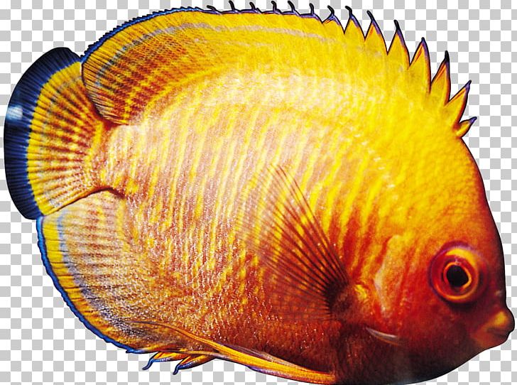 Tropical Fish Ornamental Fish Goldfish PNG, Clipart, Angelfish, Animal, Animals, Aquarium, Arowana Free PNG Download