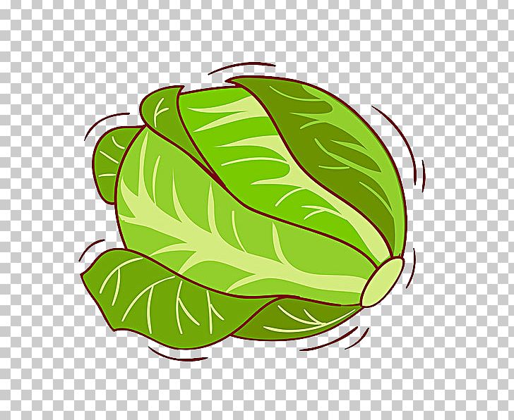 White Cabbage Kale Illustration PNG, Clipart, Cabbage, Cabbage Leaves, Cabbage Roses, Design, Food Free PNG Download