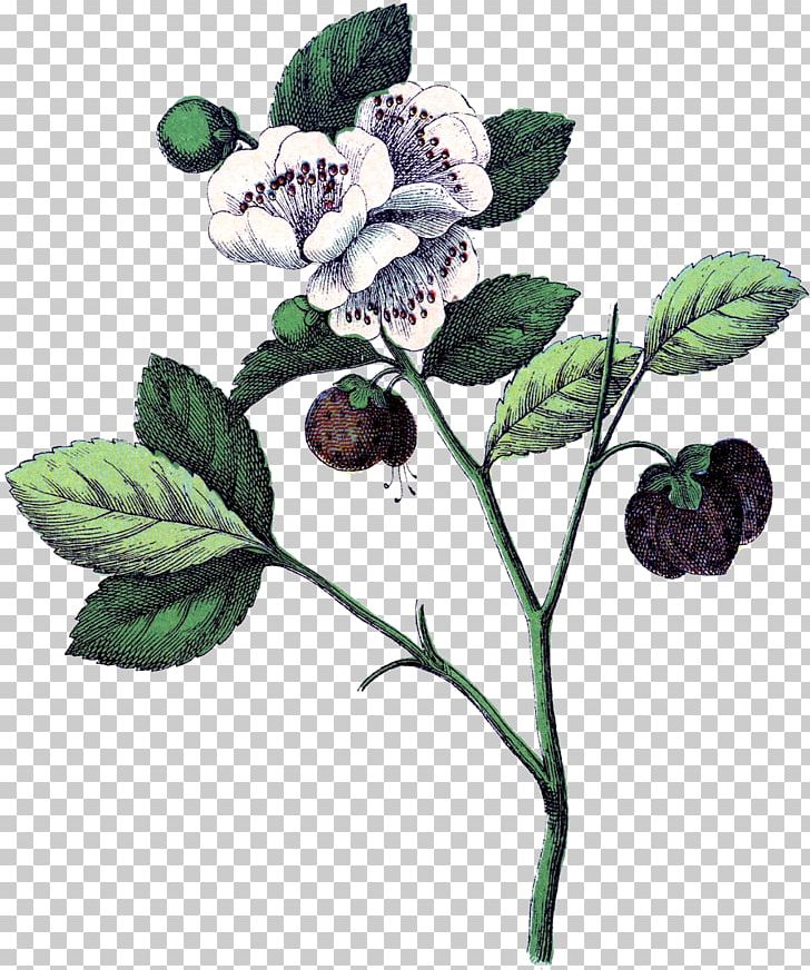 Botanical Illustration Strawberry Botany Flower Plant Anatomy PNG, Clipart, Art, Berry, Bilberry, Blackberry, Blueberry Free PNG Download