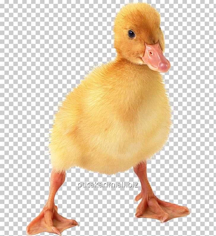 Little Yellow Duck Project Portable Network Graphics Transparency PNG, Clipart, Animals, Beak, Bird, Clipping Path, Display Resolution Free PNG Download