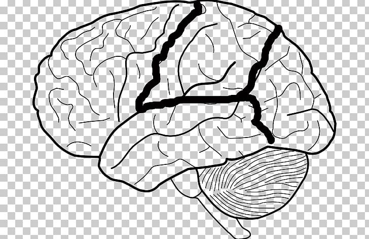Lobes Of The Brain Diagram Human Brain PNG, Clipart, Anatomy, Area, Black And White, Blank Eye Diagram, Brain Free PNG Download