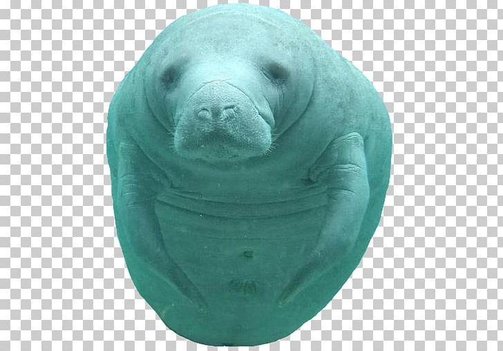 Sea Cows Sea Lion Mammal PNG, Clipart, Ball, Handsome Boy, Information, Mammal, Manatee Free PNG Download