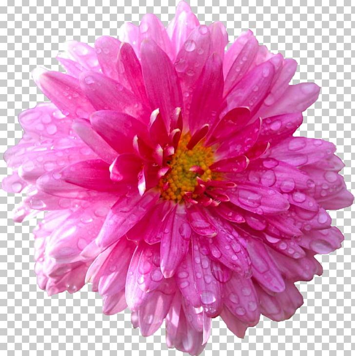Stock Photography Flower Dahlia Common Daisy PNG, Clipart, Annual Plant, Aster, Chrysanths, Cosmos, Cut Flowers Free PNG Download