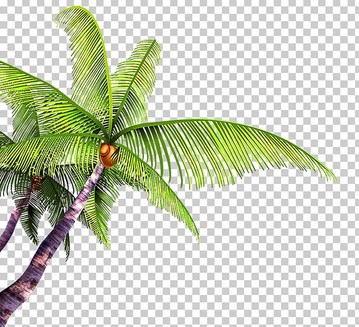 Summer Poster Beach PNG, Clipart, Adobe Illustrator, Arecales, Beach, Branch, Coco Free PNG Download