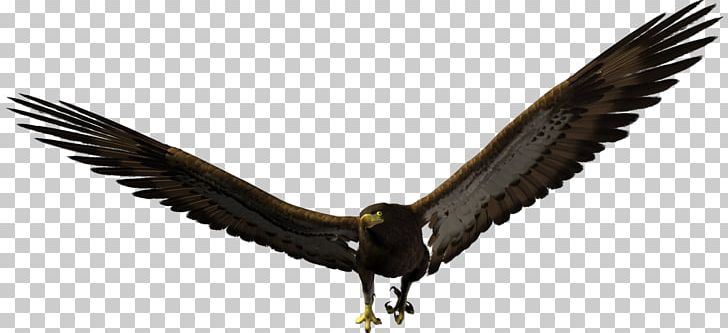 Bald Eagle Bird Owl PNG, Clipart, Accipitriformes, Animals, Bald Eagle, Beak, Bird Free PNG Download