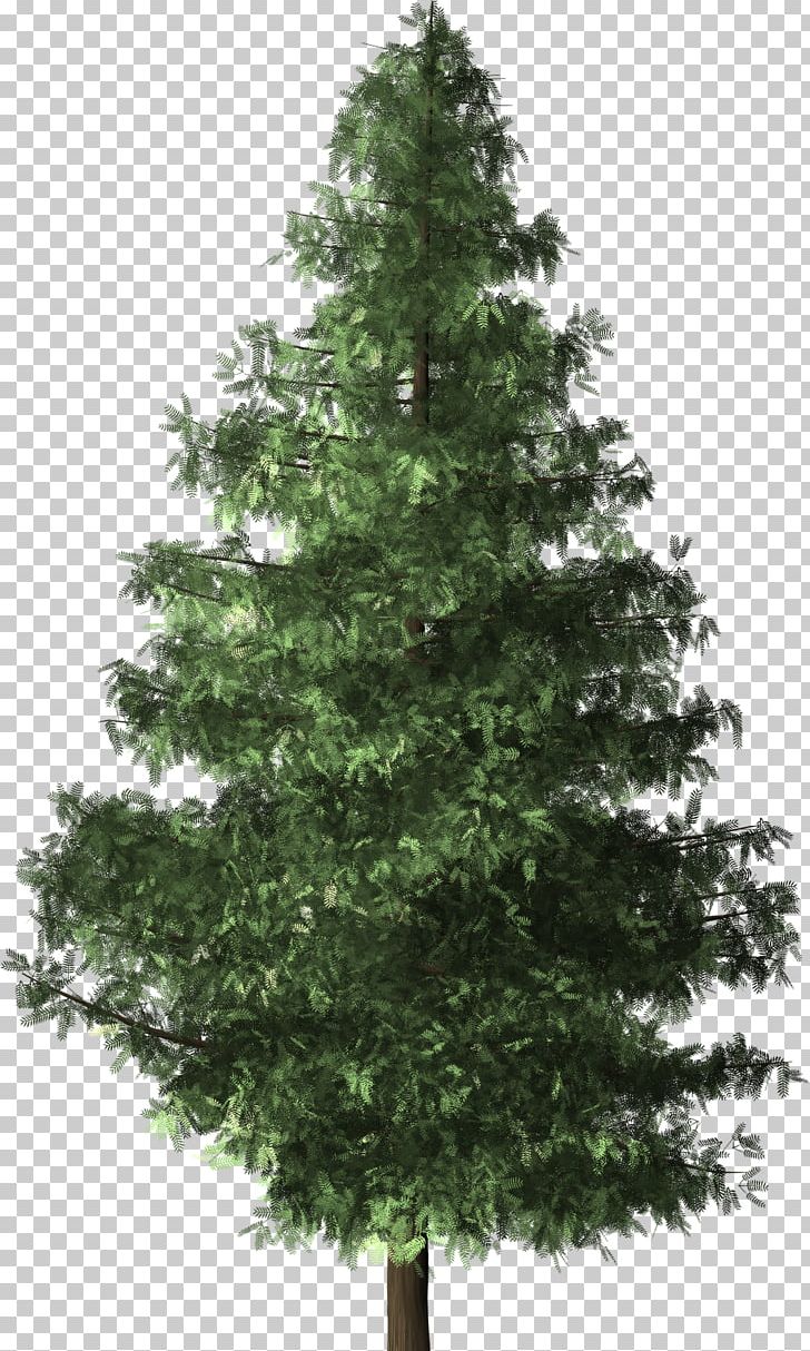 Christmas Tree Brush Evergreen Shrub PNG, Clipart, Biome, Branch, Brush, Christmas Decoration, Christmas Ornament Free PNG Download