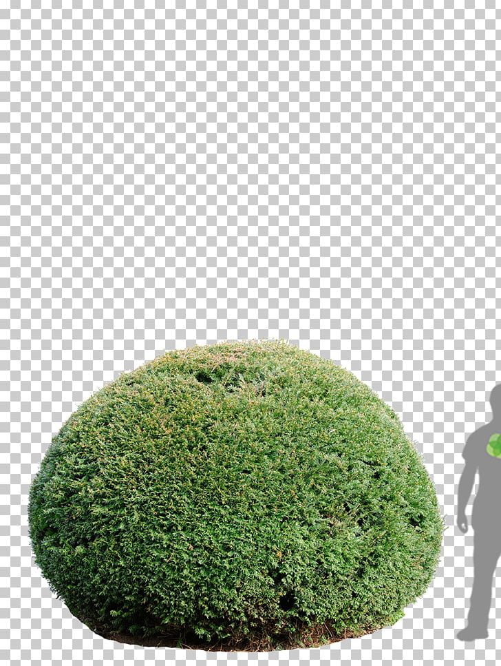 English Yew Tree Computer Icons Bonsai Berry PNG, Clipart, Baumschule, Berry, Bonsai, Clickandgreen Gmbh, Computer Icons Free PNG Download