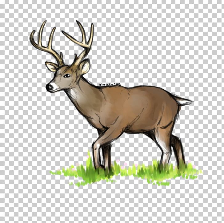 White-tailed Deer Elk Reindeer Antler PNG, Clipart, Animal, Animals, Antler, Art, Blast Free PNG Download