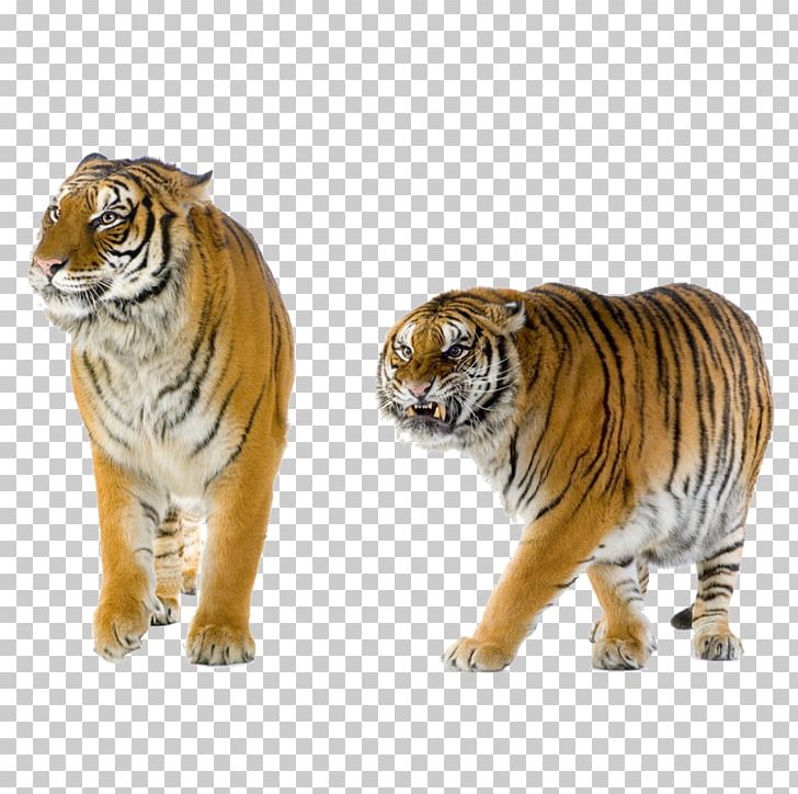 Lion Cat Felidae Leopard Bengal Tiger PNG, Clipart, Animal Figure, Animals, Bengal Tiger, Big Cats, Carnivoran Free PNG Download