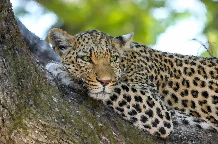 Snow Leopard Jaguar Wildcat Desktop PNG, Clipart, 8k Resolution, Animals, Big Cats, Carnivoran, Cat Like Mammal Free PNG Download